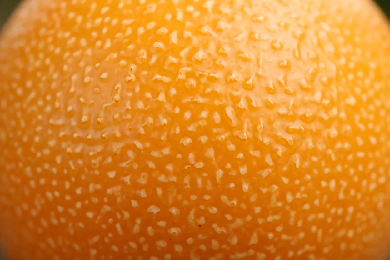 Close-up da casca lisa e brilhante do maracujá-doce laranja-amarelado