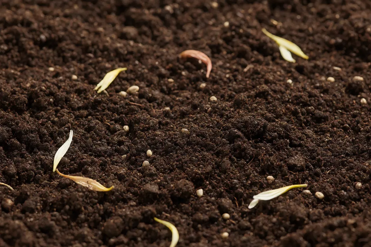 Solo bem drenado preparado para plantio de margaridas