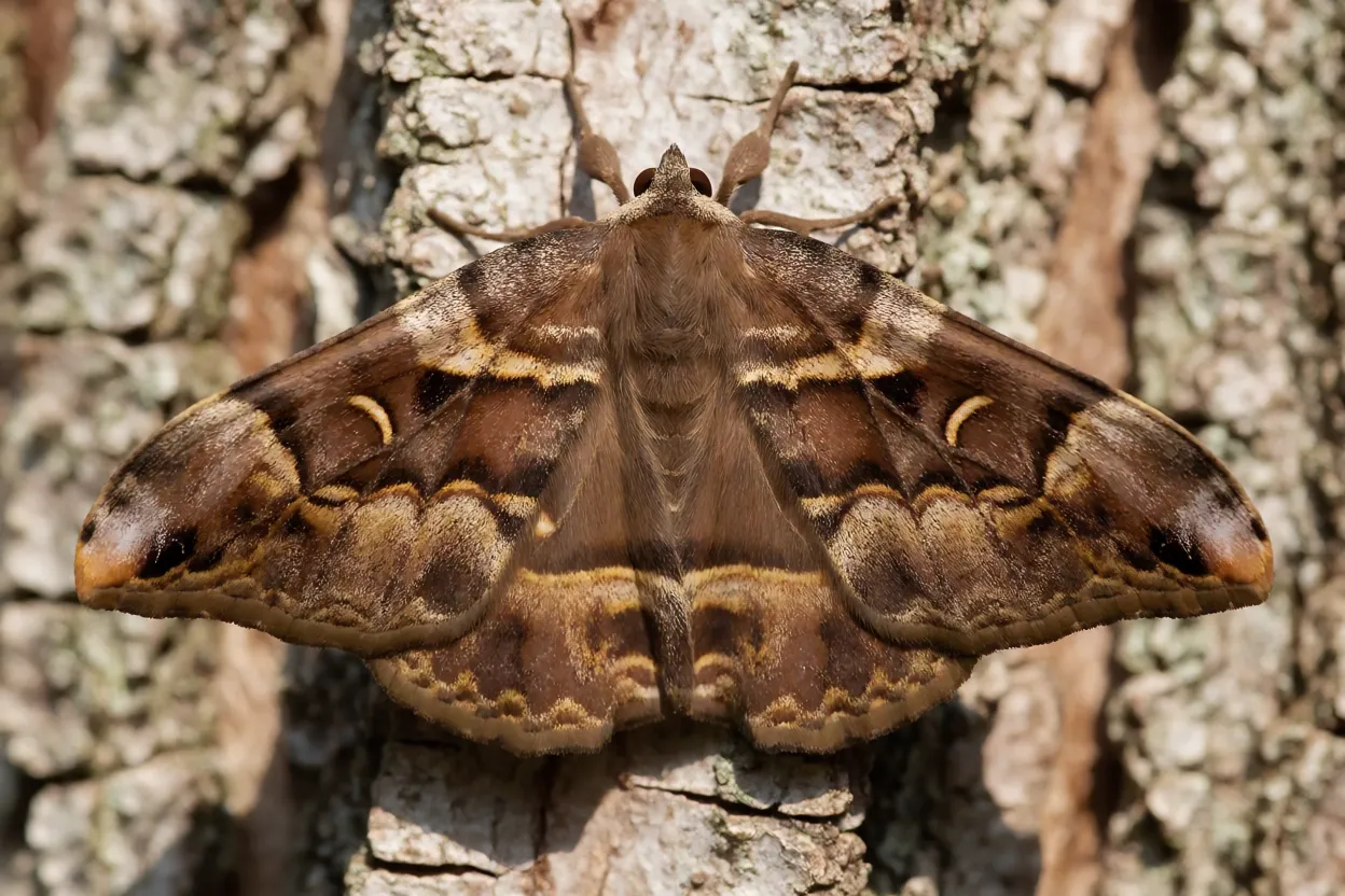 Mariposa-bruxa com asas abertas pousada em casca de árvore