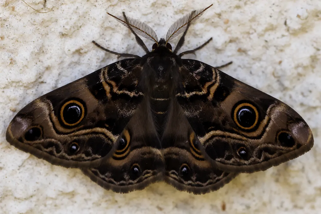 Mariposa-bruxa de asas abertas mostrando coloração escura e manchas oculares