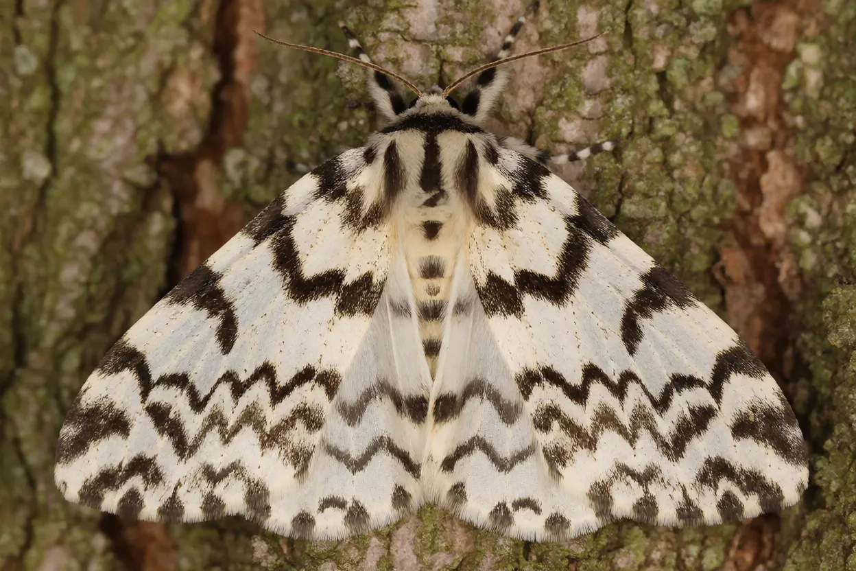 Mariposa-cigana fêmea com asas abertas pousada em casca de árvore