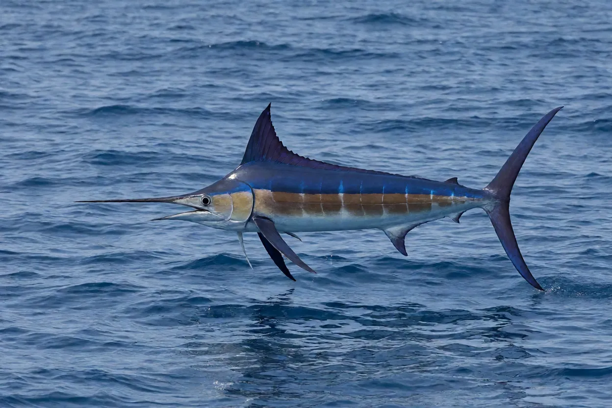 Marlim-azul nadando de lado em oceano aberto mostrando bico em forma de lança e coloração azul-cobalto