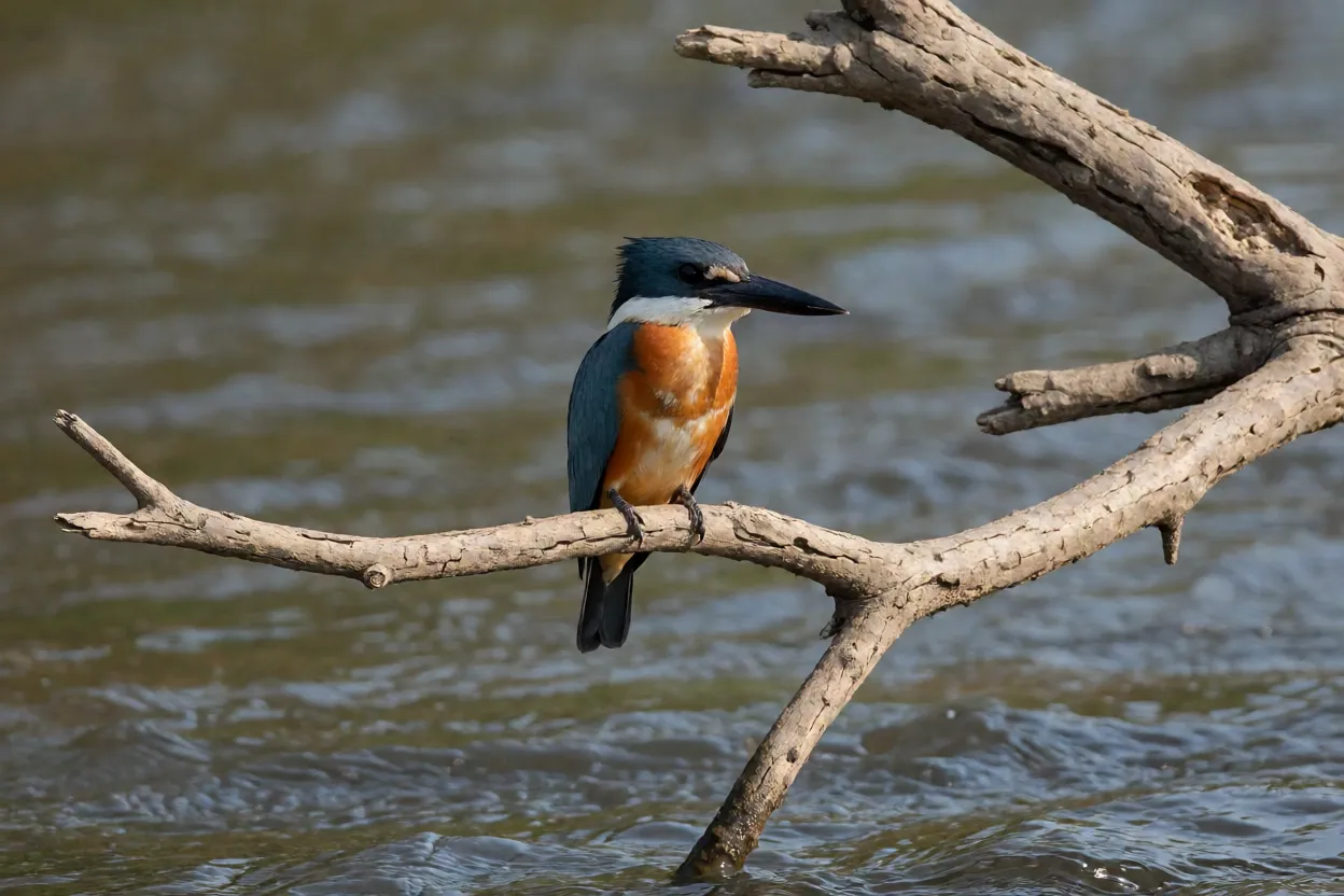 Martim-pescador-grande pousado em galho seco sobre rio