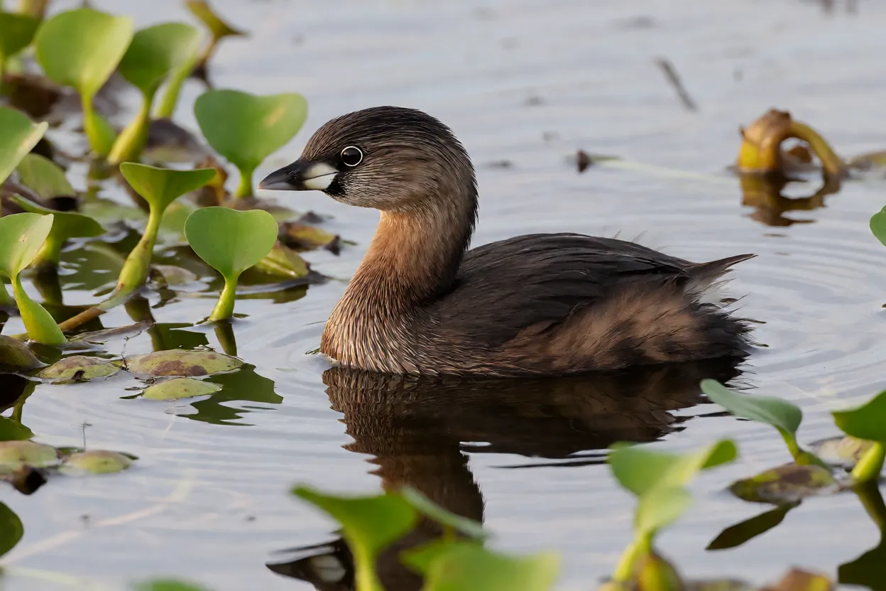 Mergulhão-caçador nadando em lagoa com vegetação aquática
