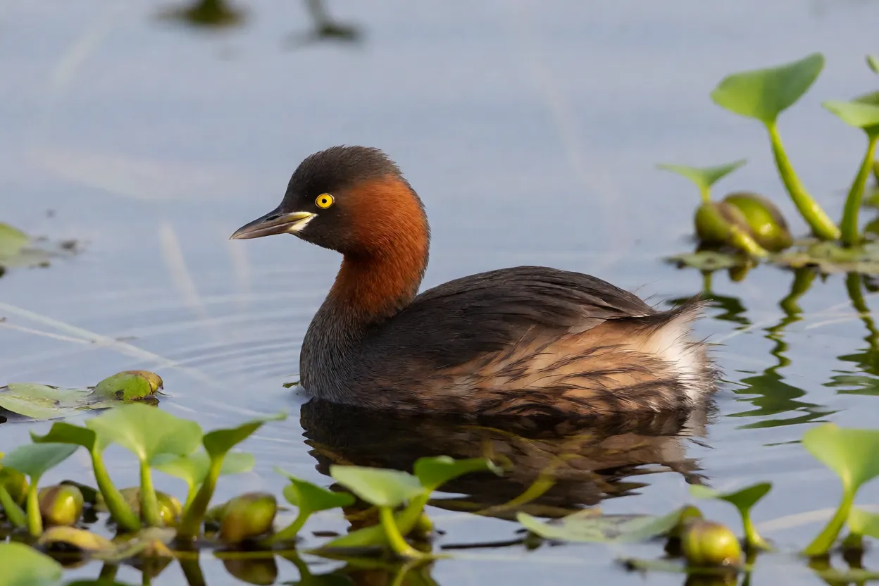 Mergulhão-pequeno adulto nadando em lagoa com aguapés