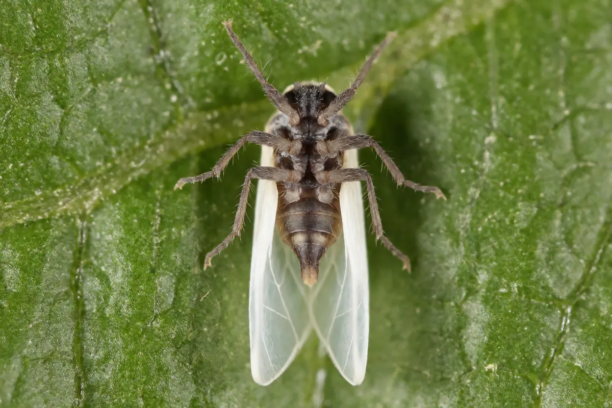 Mosca-branca adulta na face inferior de folha de tomate