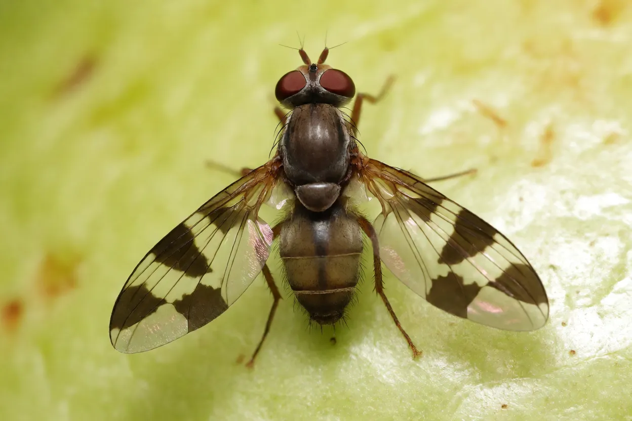 Mosca-das-frutas Ceratitis capitata sobre goiaba vista em macro