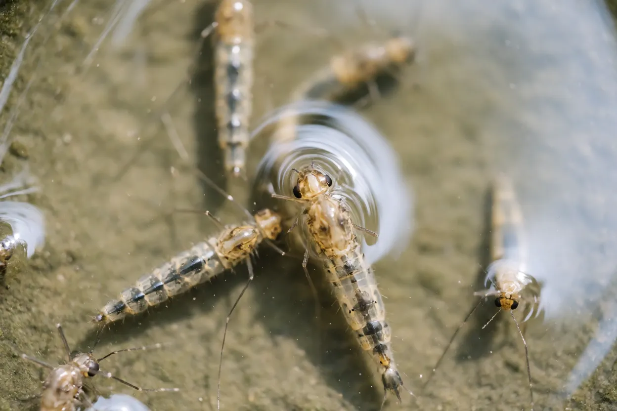 Larvas e pupas de mosquito em água parada