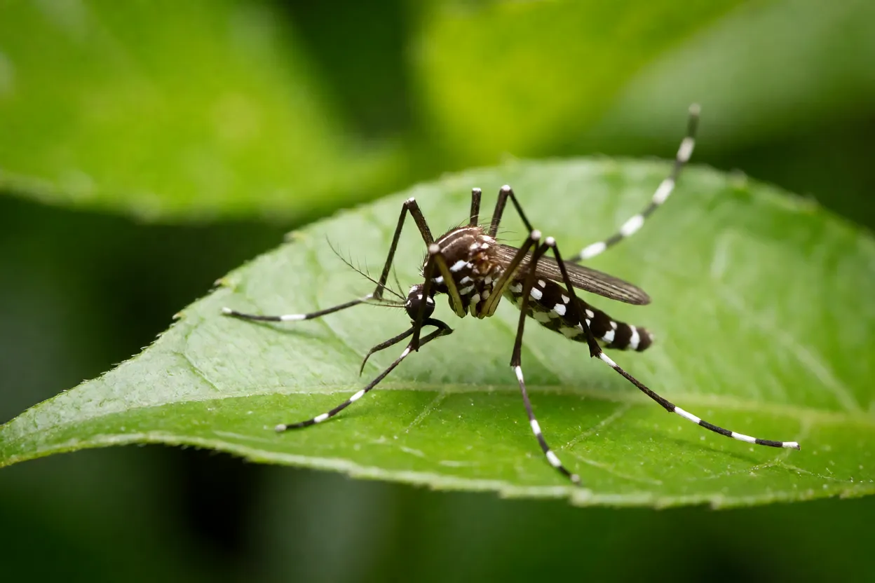 Mosquito Aedes aegypti com listras brancas sobre folha