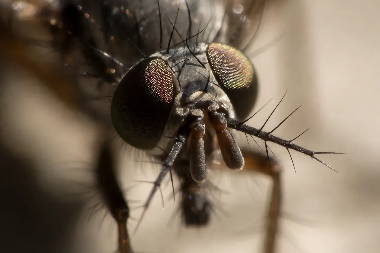Close extremo da cabeça do mosquito-de-banheiro com olhos e antenas peludas
