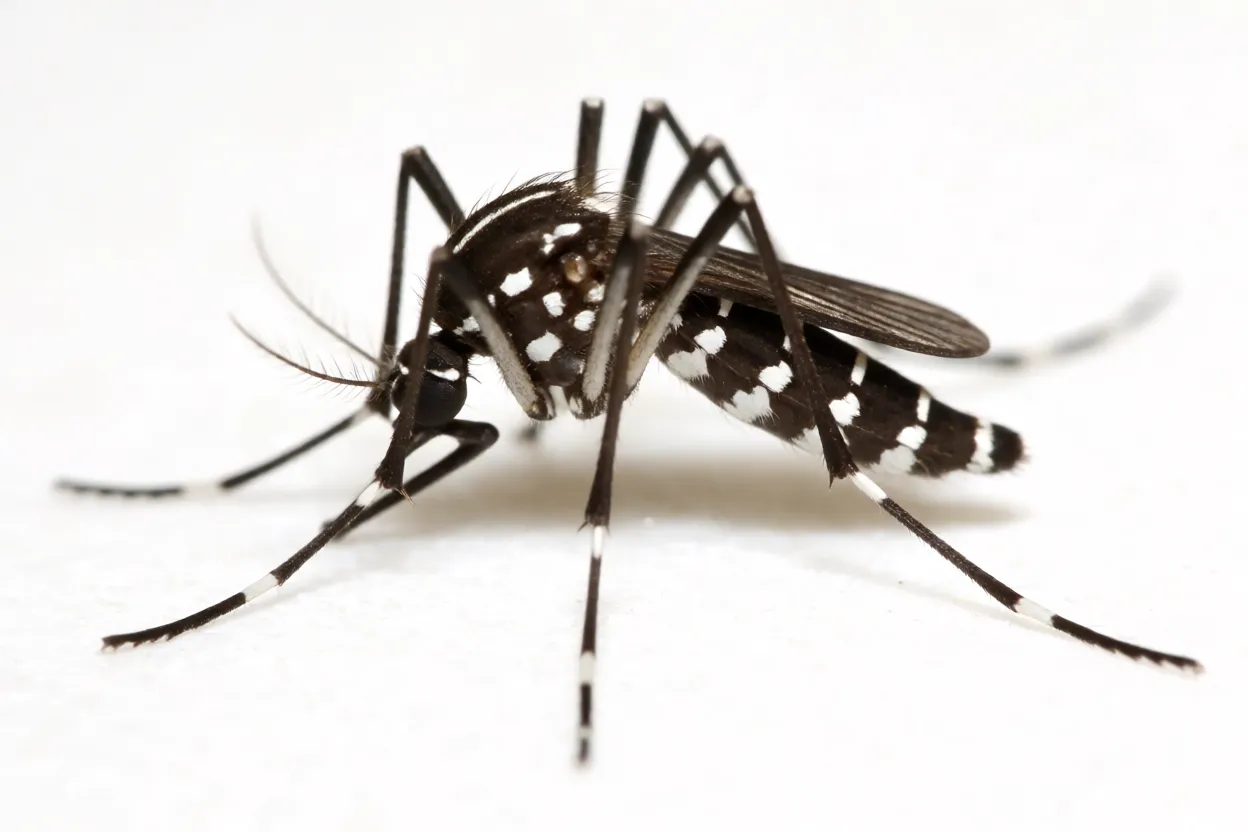 Mosquito-tigre-asiático adulto de corpo preto com listras brancas e faixa branca no tórax, vista lateral