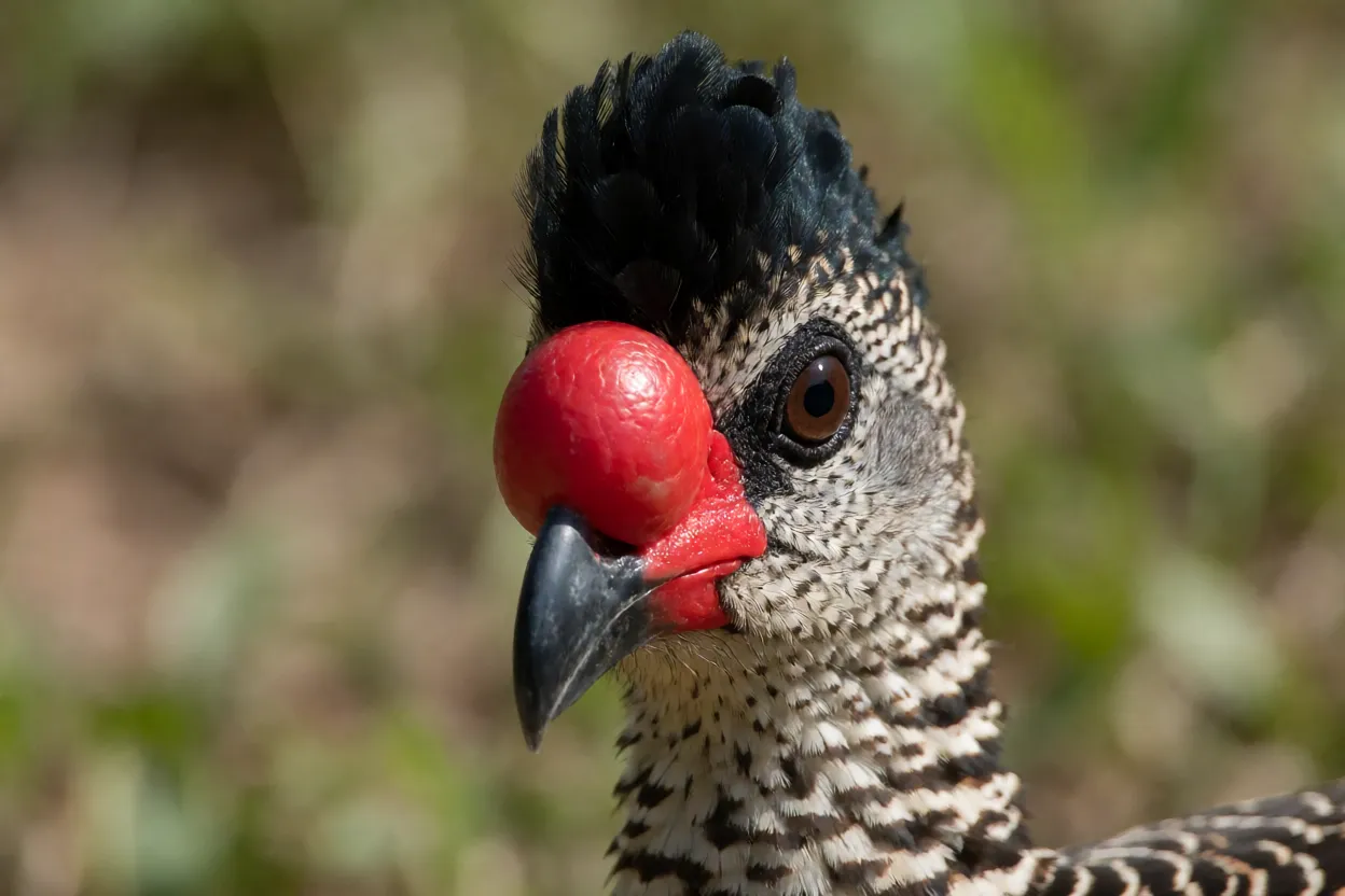 Close-up da cabeça e bico vermelho com tubérculo do mutum-de-penacho