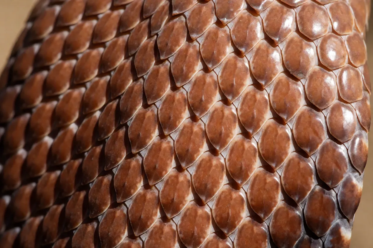 Detalhe das escamas da naja-cuspideira em tons avermelhados