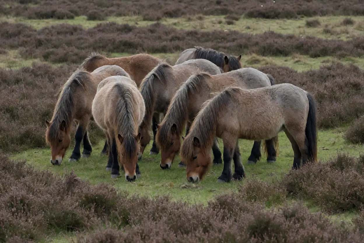 Pequeno grupo de pôneis New Forest pastando juntos na charneca