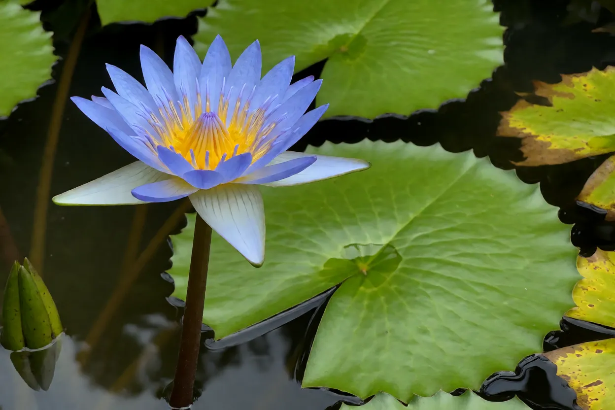 Ninféia-azul adulta em lago de jardim com folhas flutuantes e flor azul-clara