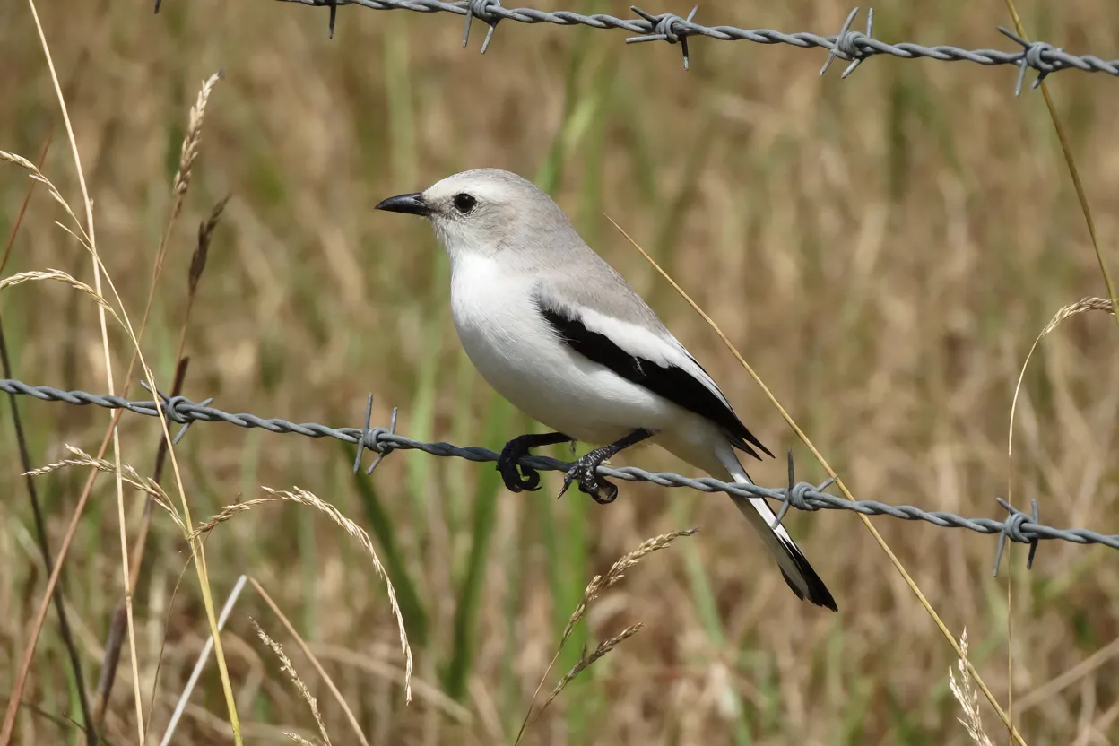 Noivinha pousada em cerca de arame farpado no cerrado