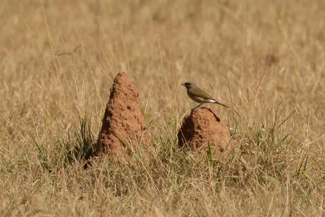 Noivinha em habitat natural de cerrado com cupinzeiro