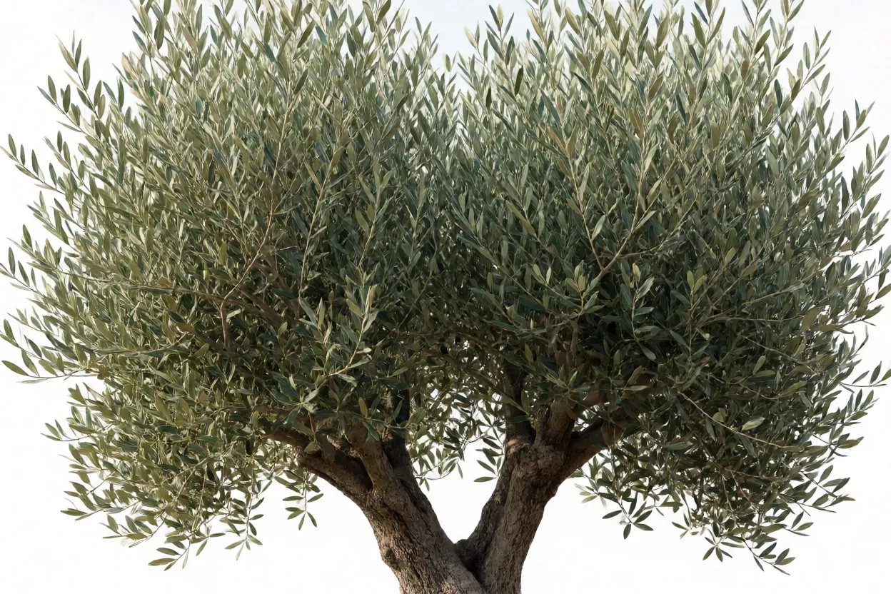 Oliveira: características da árvore, cultivo, poda e produção