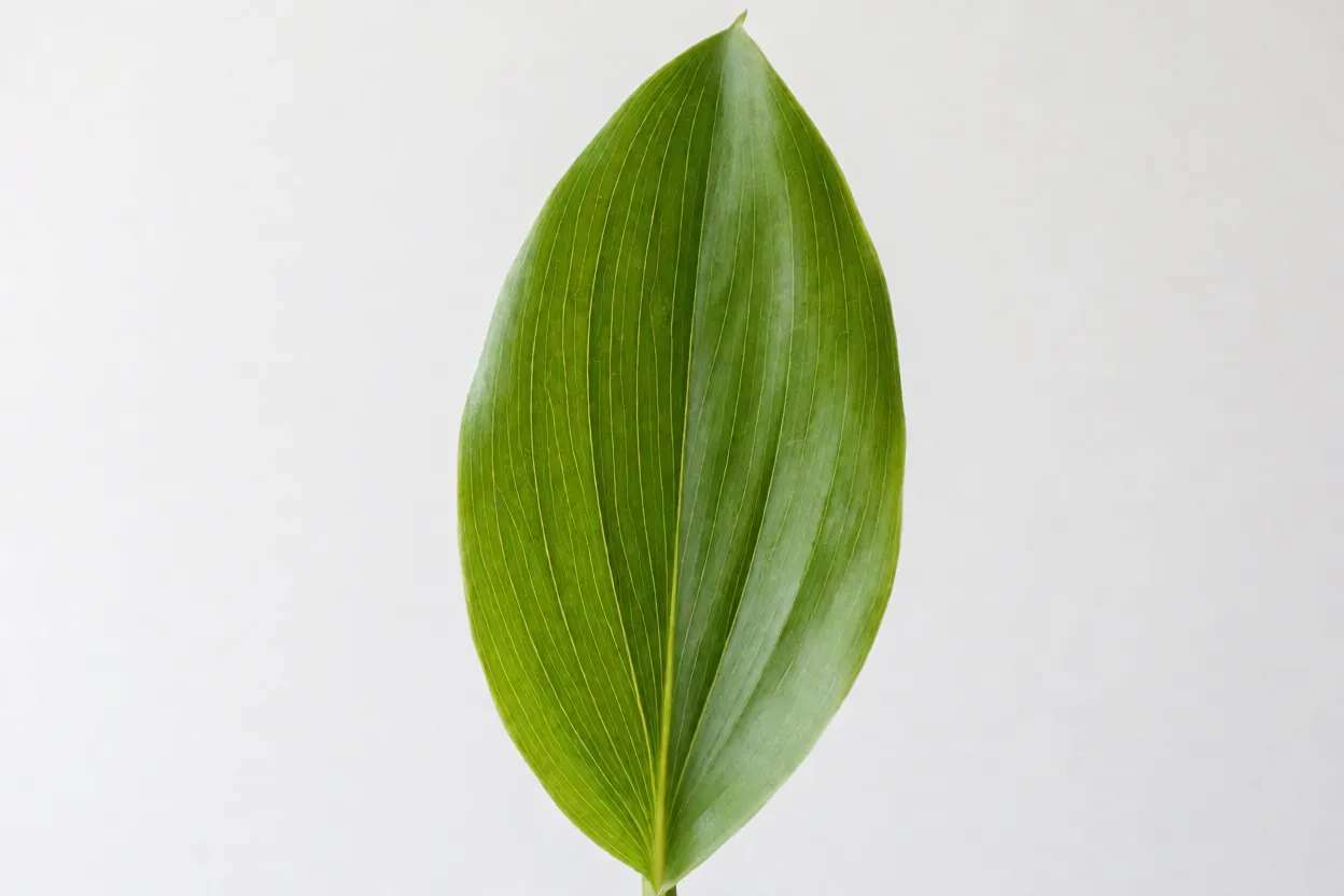 Orquídea Bambu: características, crescimento, floração e como cuidar Folha de orquídea-bambu com marcas de mordida causadas por lesma