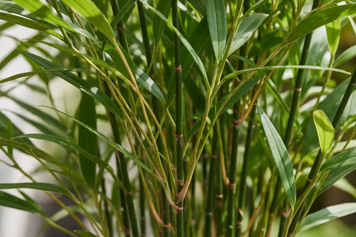 Orquídea Bambu: características, crescimento, floração e como cuidar Hastes finas e folhas estreitas da orquídea-bambu lembrando um bambu