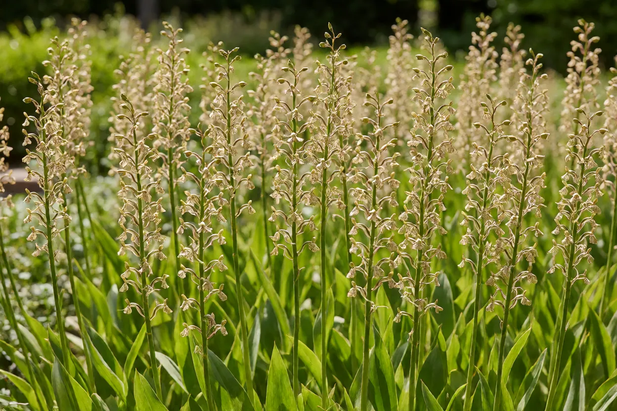 Orquídea Bambu: características, crescimento, floração e como cuidar Orquídea-bambu cultivada a pleno sol em jardim aberto