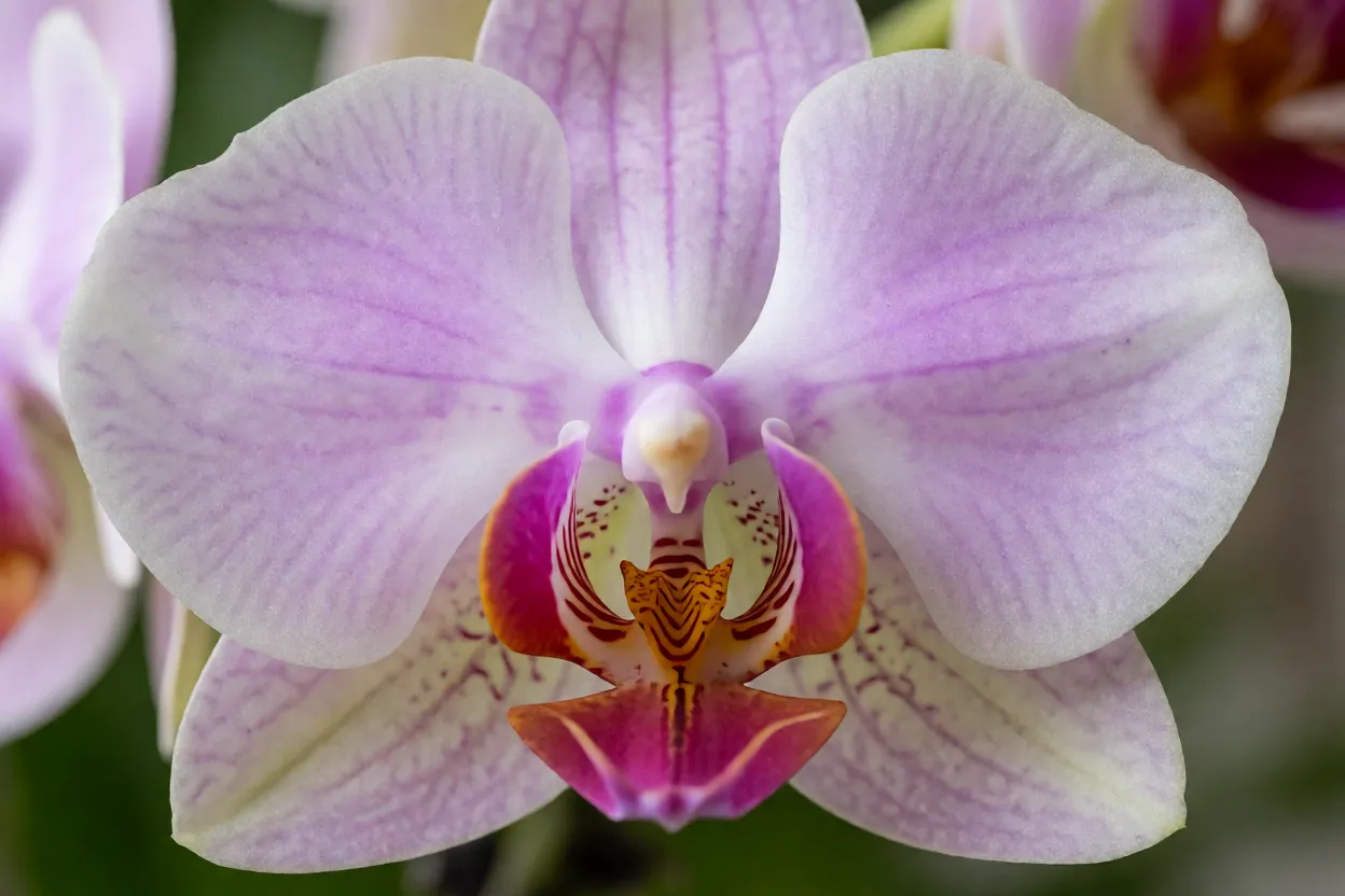 Close-up de flor de Phalaenopsis aberta mostrando p&eacute;talas e labelo
