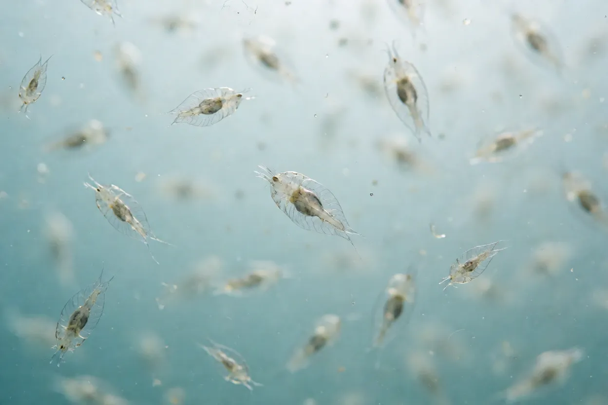 Larva véliger de ostra nadando no plâncton