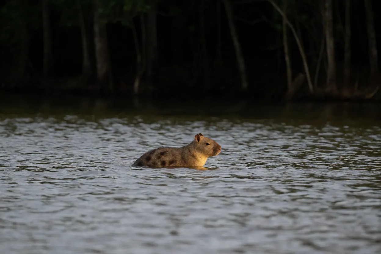 Paca nadando em rio calmo à noite