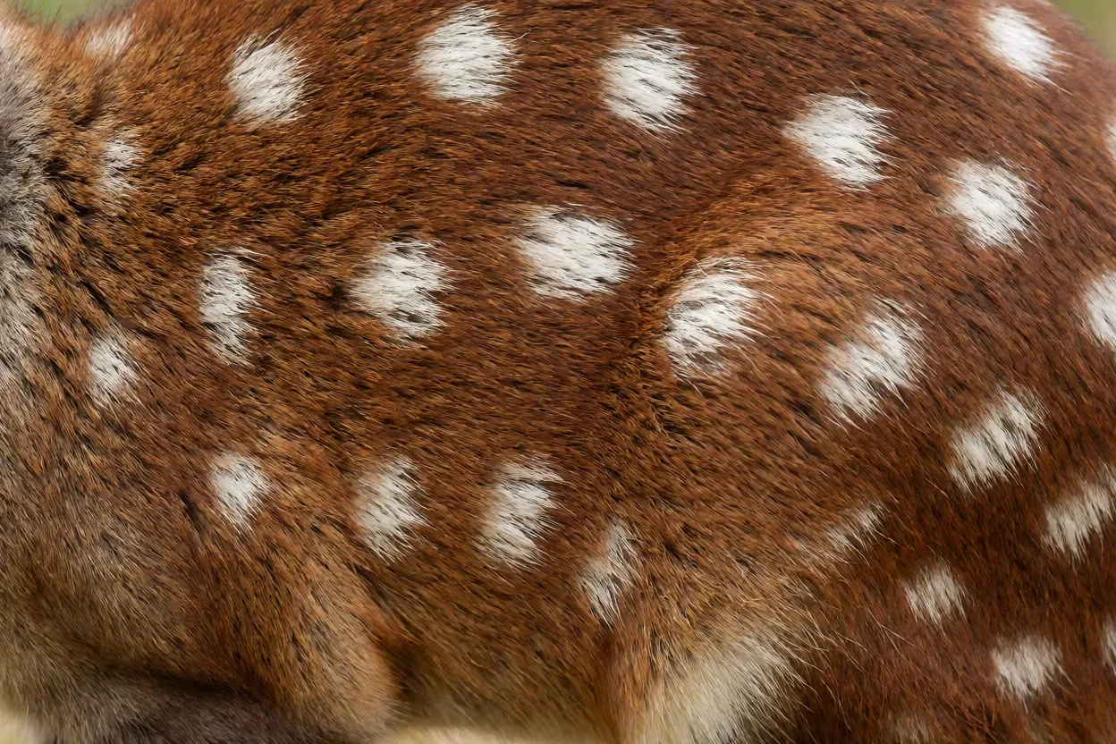 Detalhe da pelagem da paca com textura áspera e manchas brancas