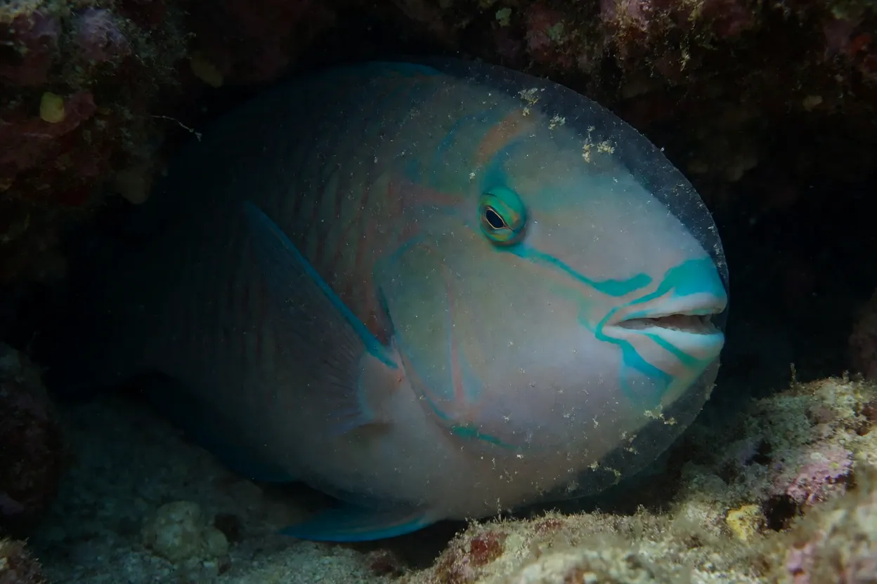 Peixe-papagaio dormindo dentro de casulo de muco no recife
