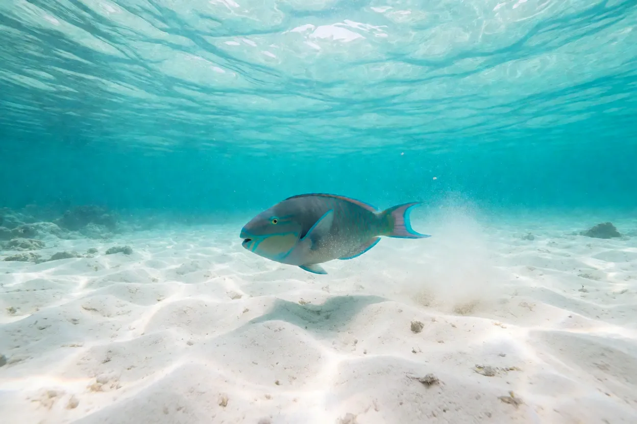 Areia branca produzida por peixe-papagaio no fundo do mar