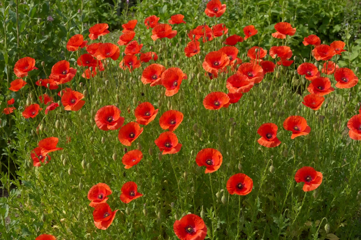 Campo de papoilas vermelhas Papaver rhoeas em plena floração