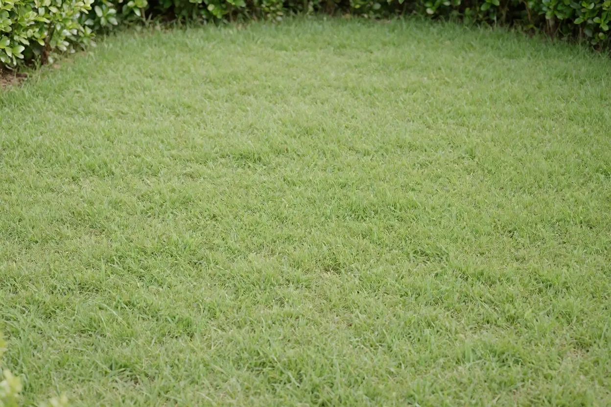 Pastinho-de-inverno formando tapete denso e baixo em canteiro de jardim