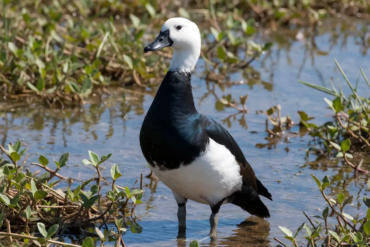 Pato-de-crista macho adulto em pé em área alagada mostrando crista no bico e plumagem preto-azulada e branca