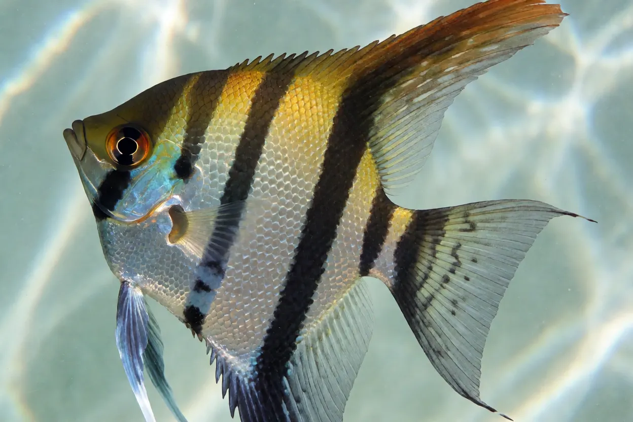 Peixe-anjo prateado de perfil mostrando corpo em disco e nadadeiras longas