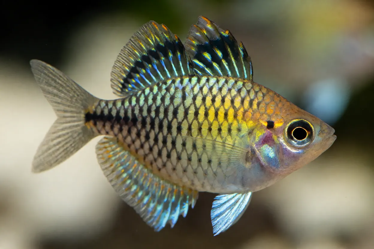Close-up da cabeça e nadadeiras do peixe-arco-íris-australiano