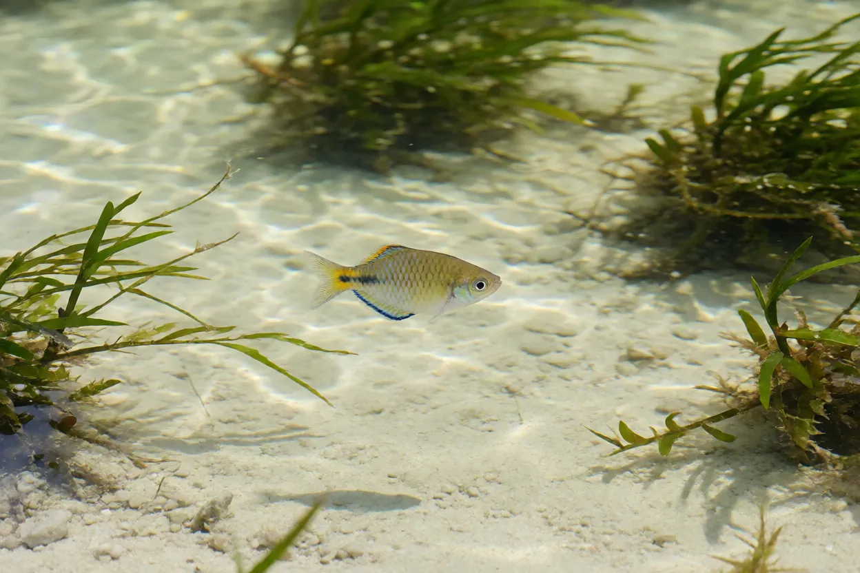 Peixe-arco-íris-australiano em habitat natural no norte da Austrália