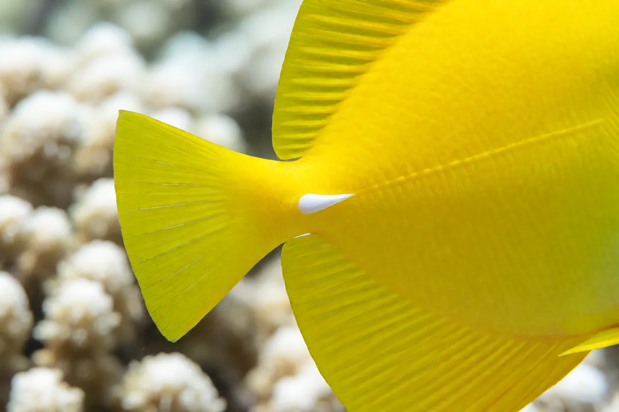 Detalhe do bisturi branco na base da cauda do peixe-cirurgião-amarelo
