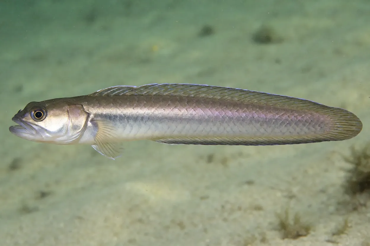 Peixe-dragão Gobioides broussonnetii visto de lado mostrando corpo alongado e coloração violeta acinzentada