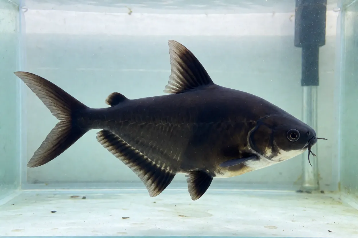 Peixe-faca nadando para trás com a nadadeira anal ondulante