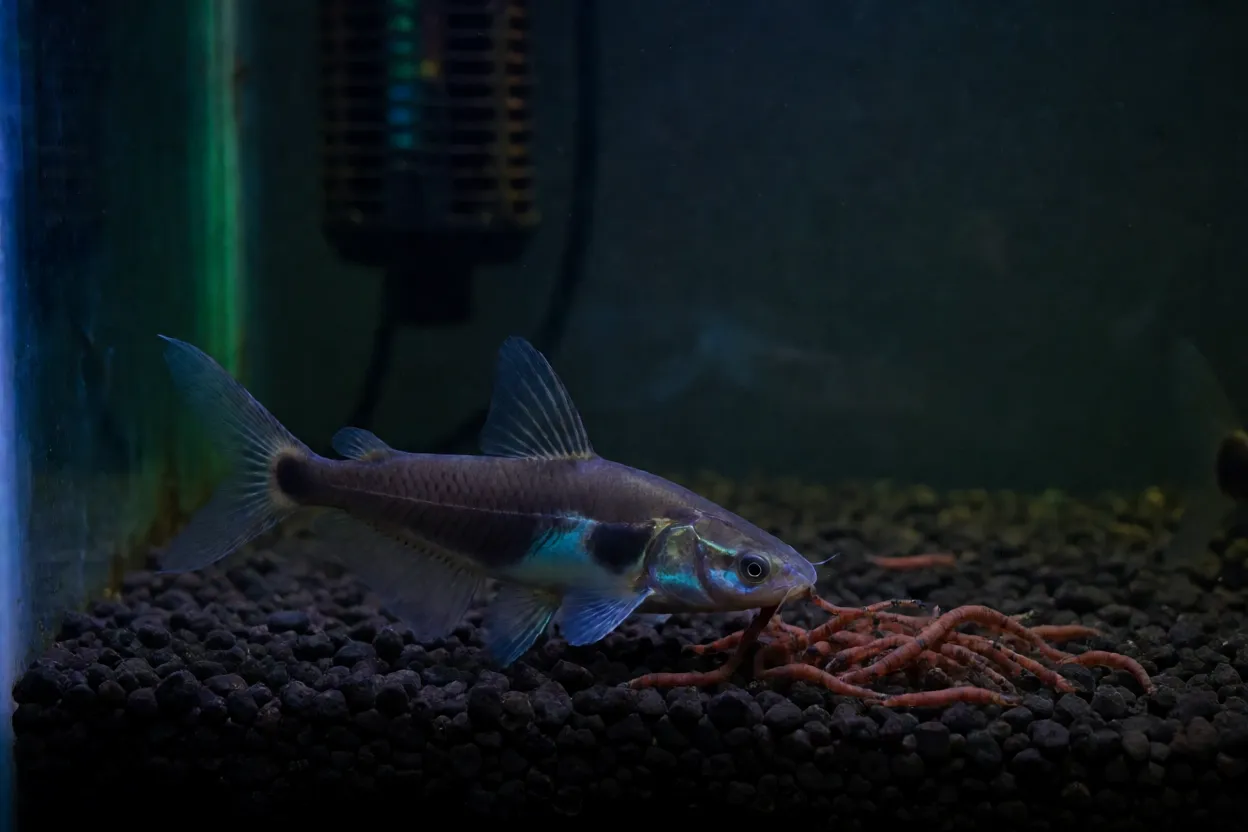 Peixe-faca se alimentando de bloodworms no fundo do aquário à noite