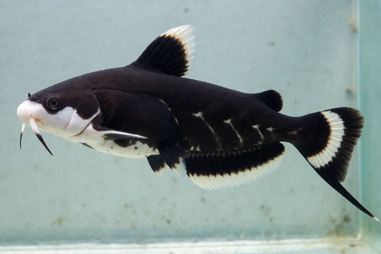 Peixe-fantasma preto de corpo em forma de faca nadando de lado em água doce clara