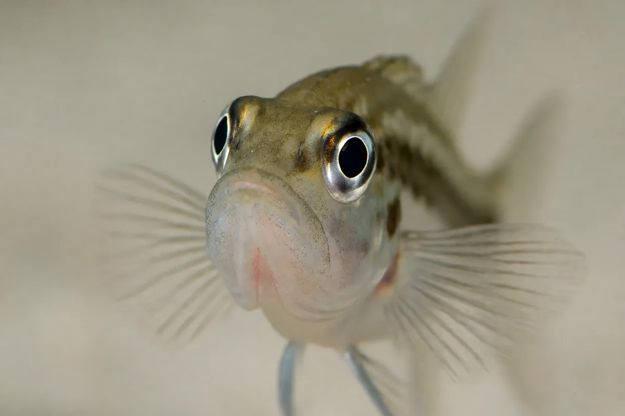 Close do focinho alongado do peixe-flecha com dentes finos visíveis