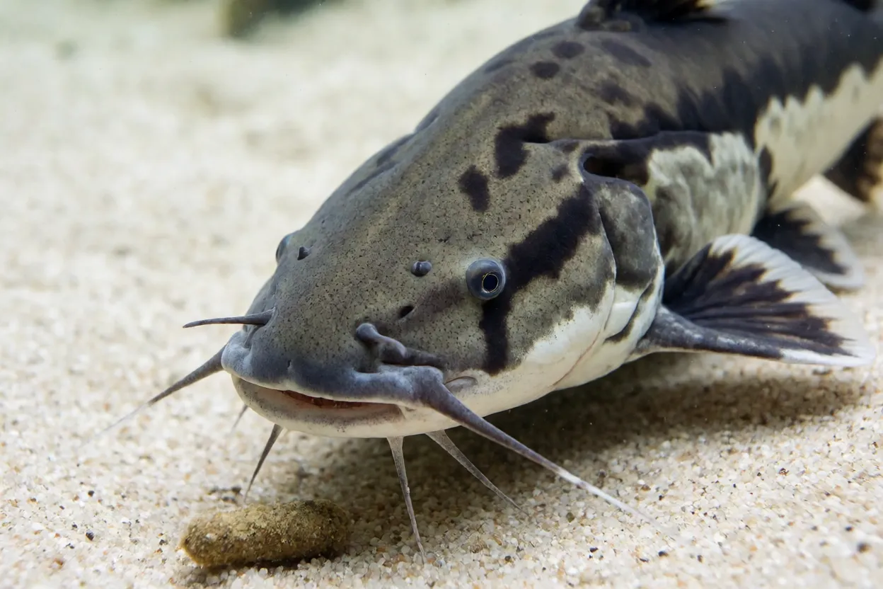 Peixe-gato-colombiano se alimentando no fundo do aquário