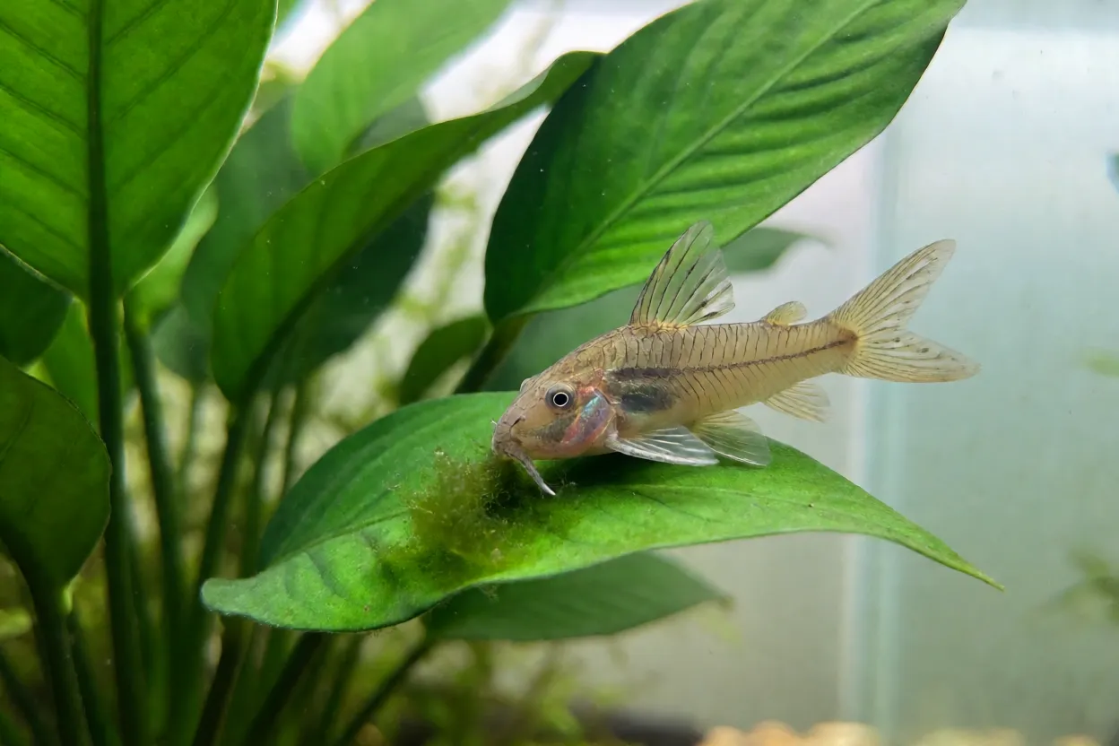 Peixe-otocinclus se alimentando de algas sobre folha de Anúbia