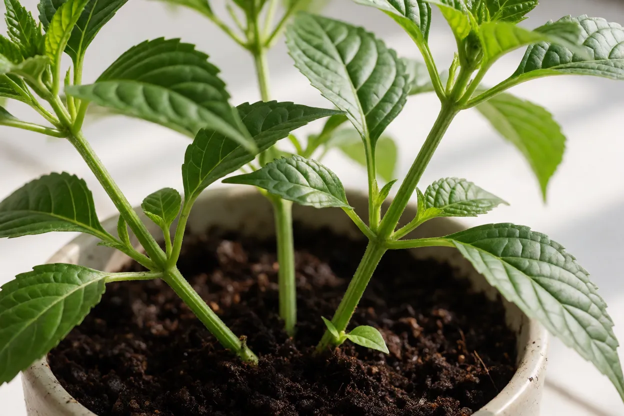 Estacas de pentas enraizando em substrato &uacute;mido