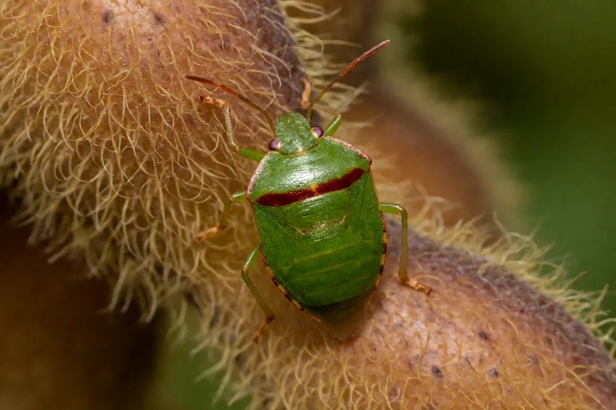 Percevejo-verde-pequeno adulto sobre vagem de soja mostrando faixa avermelhada
