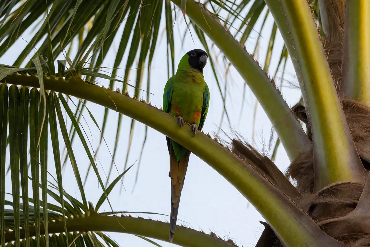 Periquito-de-cabeça-preta Periquito-de-cabeça-preta pousado em galho de carandá mostrando cabeça preta e corpo verde