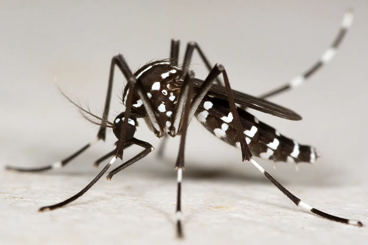 Pernilongo-listrado Aedes albopictus de corpo inteiro com listras brancas