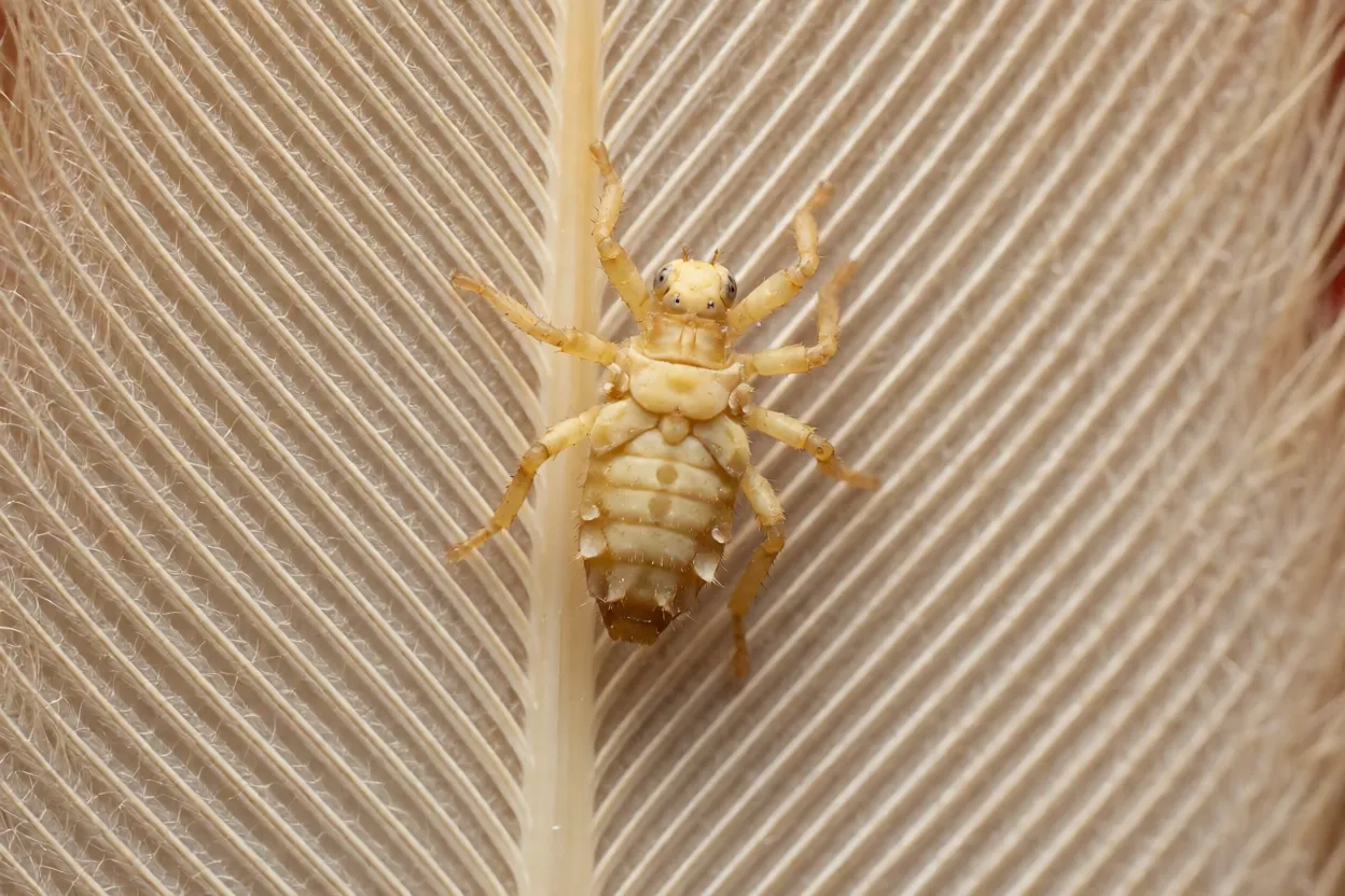 Piolho-de-galinha Menacanthus stramineus sobre pena de galinha em macro